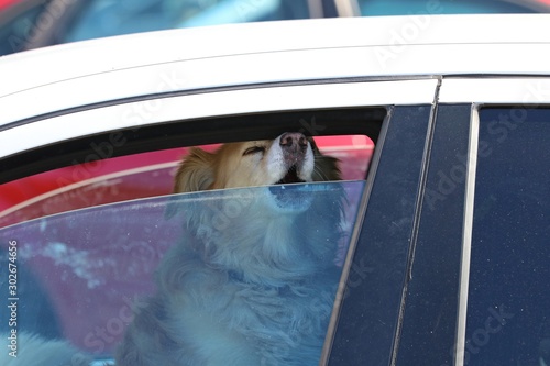 Dog in the car. Dog breathes in ajar window.