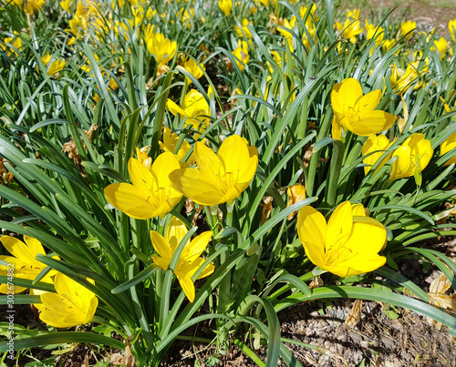 Gewitterblume, Sternbergia lutea photo