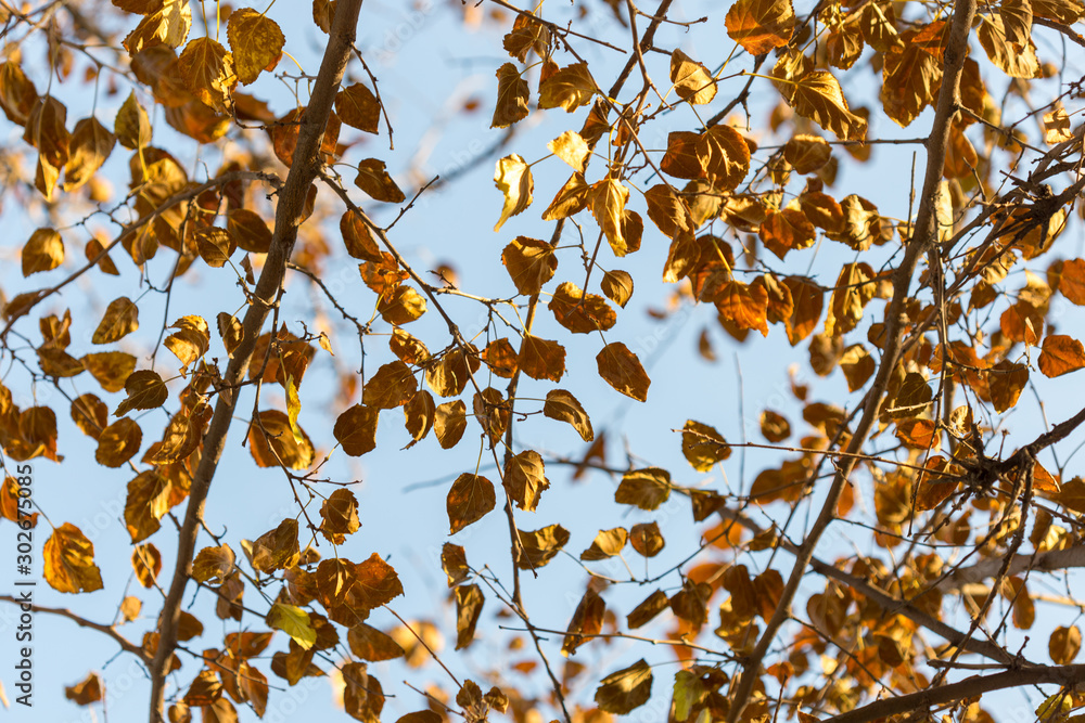 Golden autumn leaves on a branch opposite the sky, selective focus