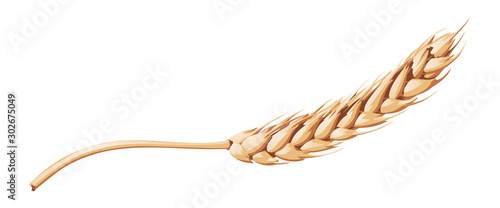 Vector isolated image of a ripe wheaten on a white background.
