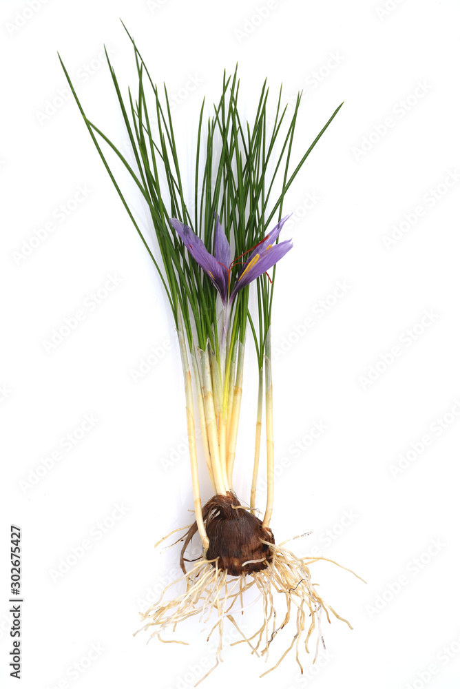 Fototapeta premium Safran, Crocus sativus, Heilpflanze