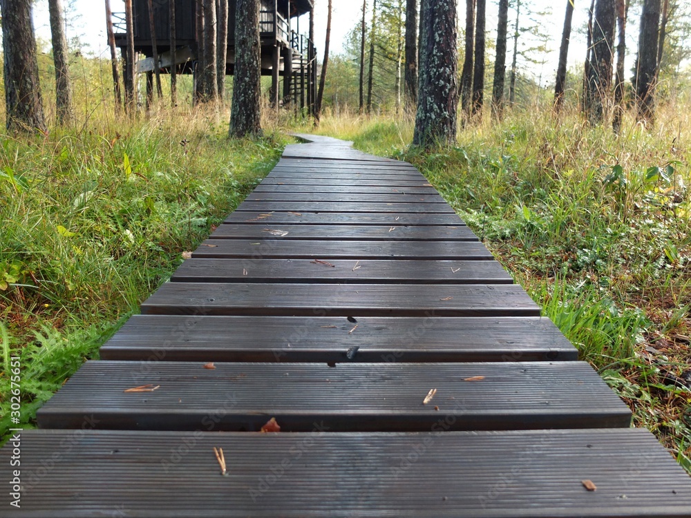 Fototapeta premium Wooden Walkway. Wood plank path through green autumn forest