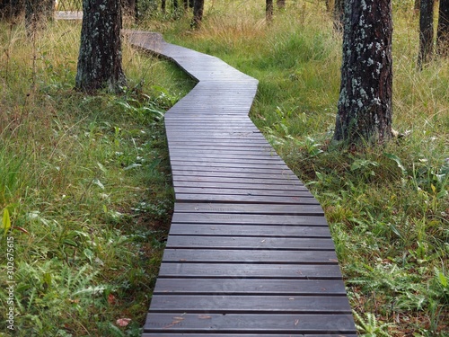 Wooden Walkway. Wood plank path through green autumn forest