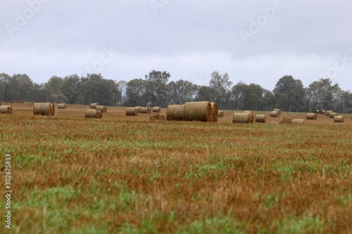 Wheat field after harvest. Autumn background. Silage