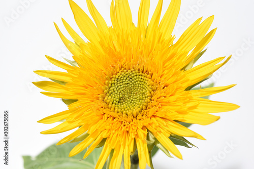 Sonnenblume, Helianthus, annuus photo