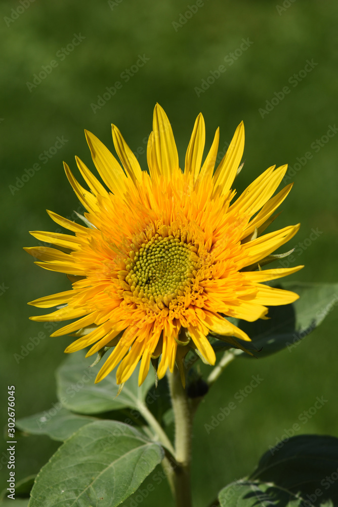 Sonnenblume, Helianthus, annuus Sonnenblume, Helianthus, annuus