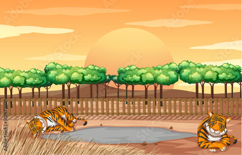 Scene with tigers in the zoo
