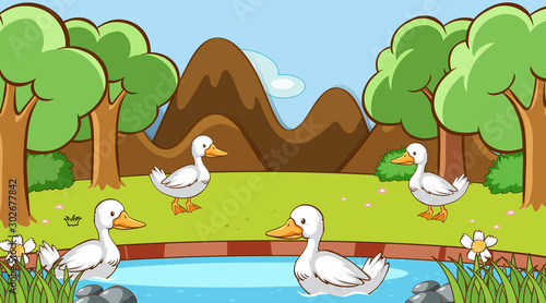 Scene with ducks in the forest