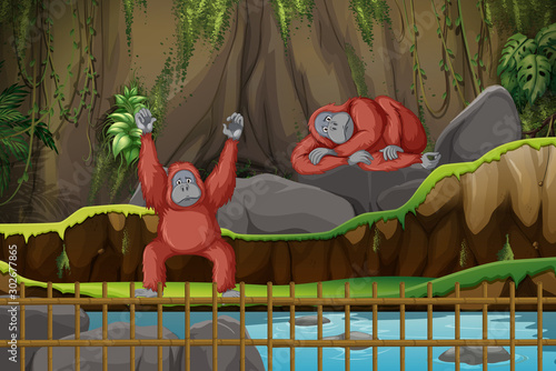 Scene with two monkeys in the zoo