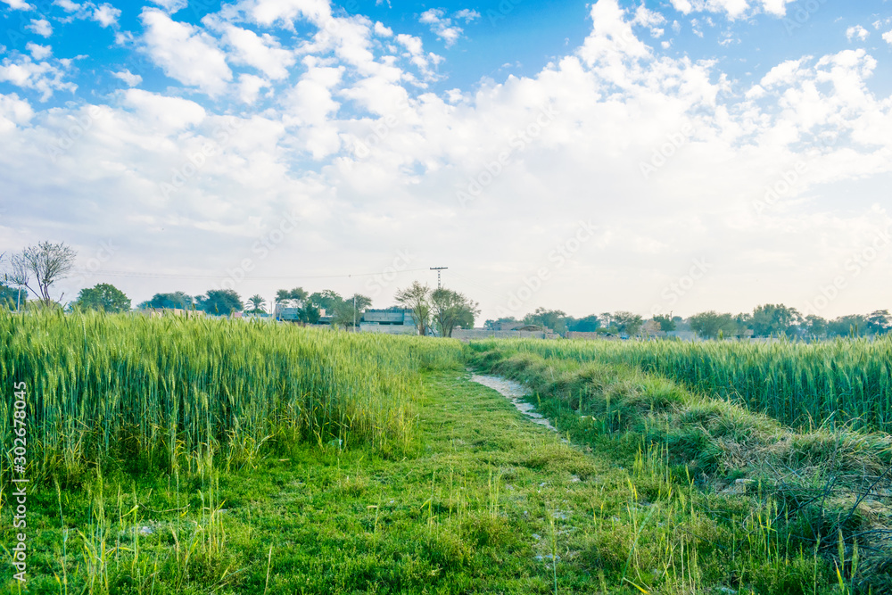 landscape image of green wheat fields in a village of punjab,pakistan landscape image of green wheat fields in a village of punjab,pakistan
