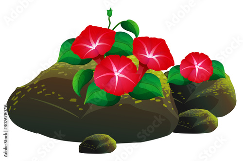 Red morning glory flowers on white background