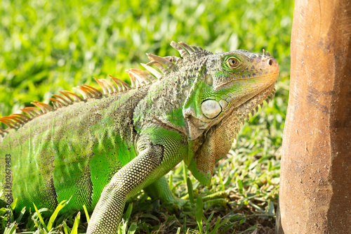 Close up photo of a Central American green iguana