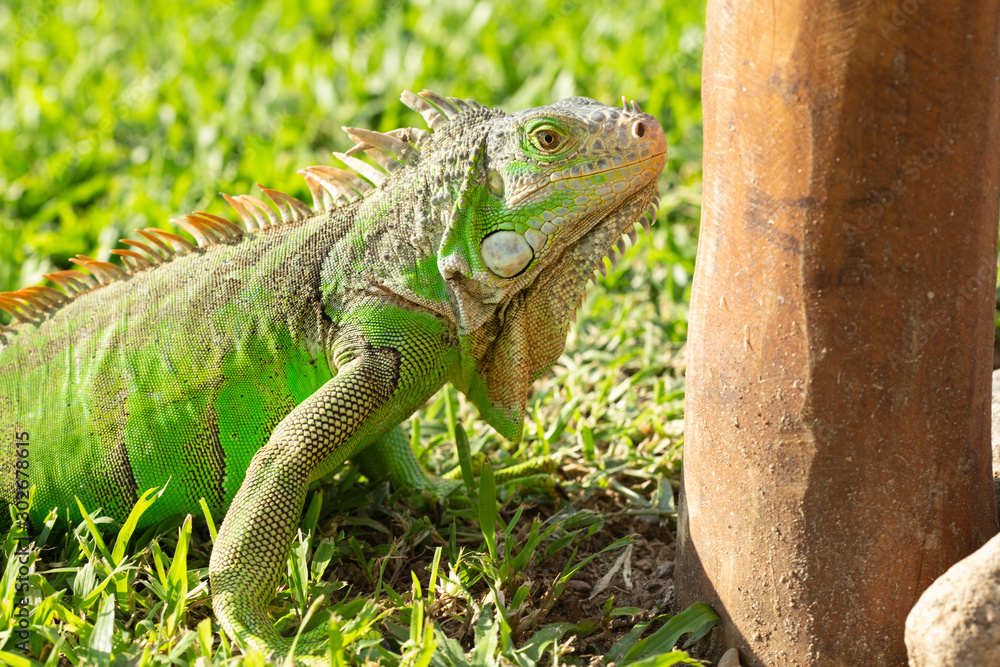 Fototapeta premium Close up photo of a Central American green iguana