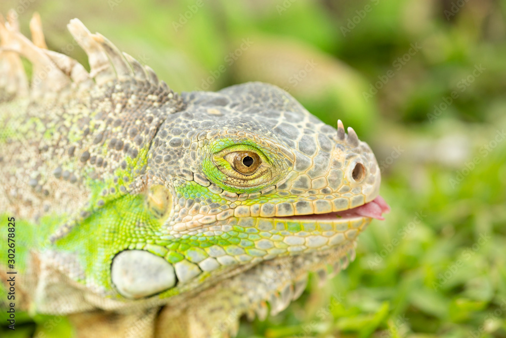 Close up photo of a Central American green iguana Close up photo of a Central American green iguana