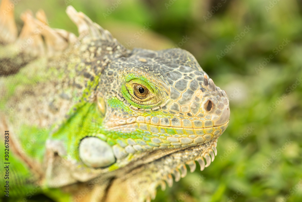 Close up photo of a Central American green iguana