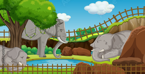 Scene with elephants at the zoo