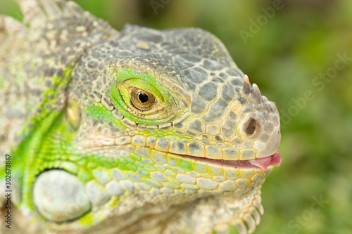 Close up photo of a Central American green iguana