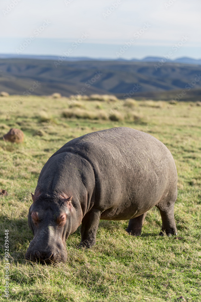 Hippo grazing out of water in a field Hippo grazing out of water in a field