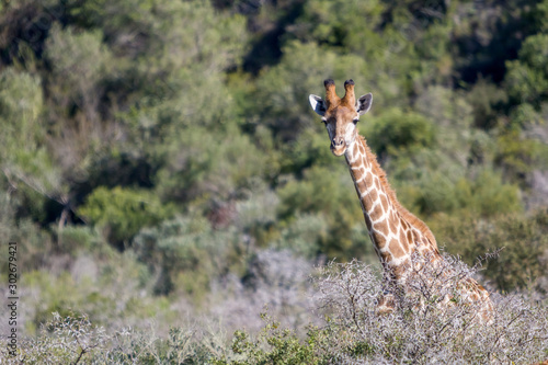 Canvas Print Giraffe in South Africa