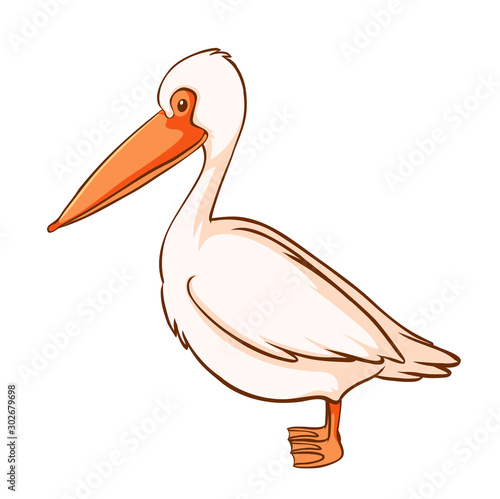 Pelican bird on white background