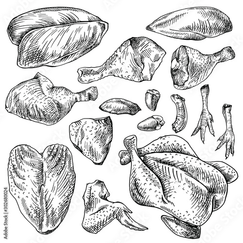 Chicken cuts, hen parts. Domestic bird meat set. Engraving sketch style. parts of carcass: brisket wing, fillet, heart, whole leg, liver, gizzard, feet. 