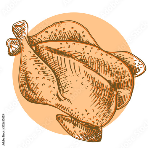 Thanksgiving turkey. Chicken meat. Hand drawn sketch of fried hen. Linear sketch of the roasted chicken, turkey