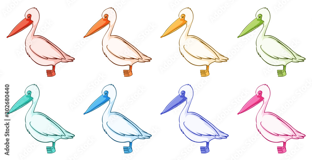 Fototapeta premium Isolated set of pelican in different colors