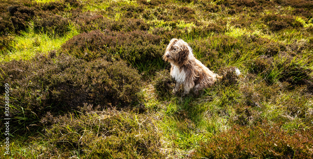 Scottish dog sitting in field in the wind. Scottish dog sitting in field in the wind.