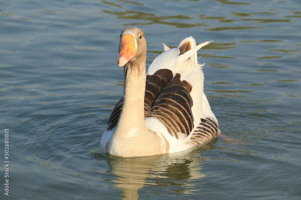 Beautiful white and brown swan duck floating in al qudra lake