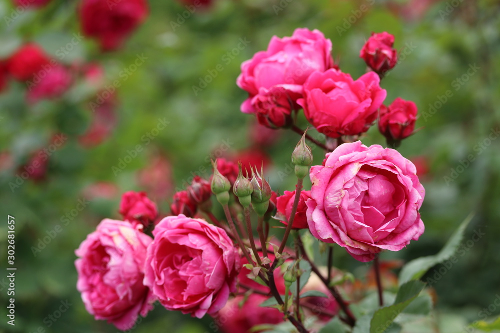 薔薇 ばら アレキサンダー マッケンジー 薔薇 ばら アレキサンダー マッケンジー