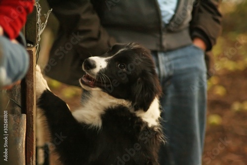 Playing Puppies