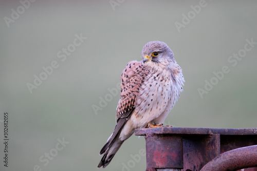 Common kestrel on an iron fence in the meadow in the Netherlands