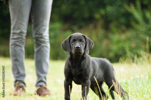 Labrador Retriever Puppy