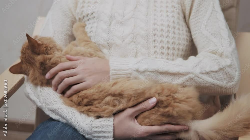 Cute ginger cat is lying on womans knees. Woman is stroking her sleepy fluffy pet. Cute ginger cat is lying on womans knees. Woman is stroking her sleepy fluffy pet.