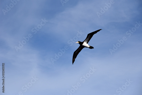 Blue sky  on the sunny day  with flying seabird Brown Booby. 