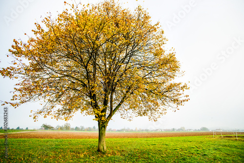 lime tree with golden leaves in autumn