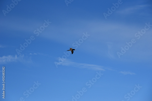 Blue sky, on the sunny day, with flying seabird Brown Booby. 