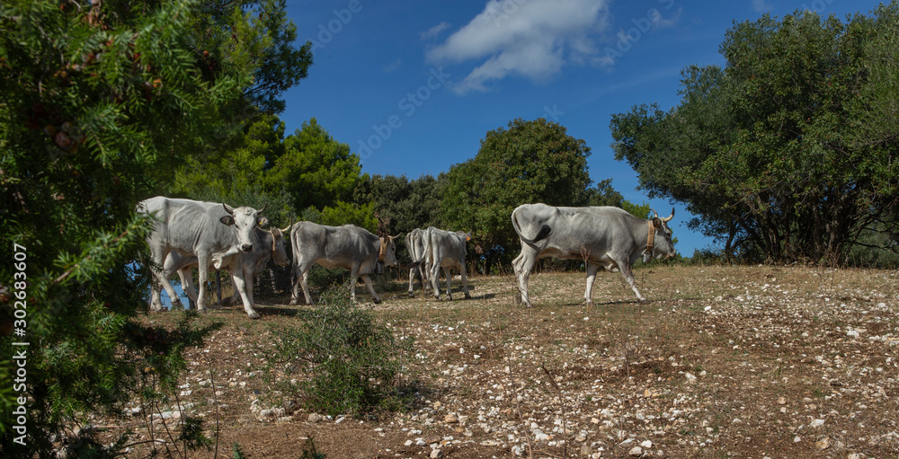 Santa Tecla national Park. Apulia. Italy. Cows. Cattle herd. Panorama.