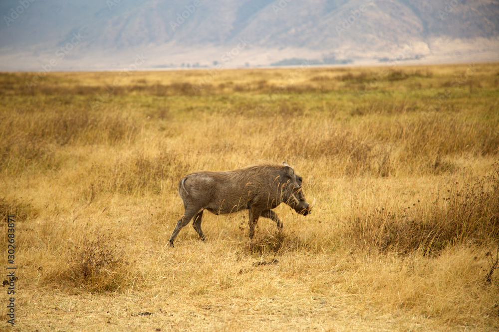 Ngorongoro y Tarangire Ngorongoro y Tarangire