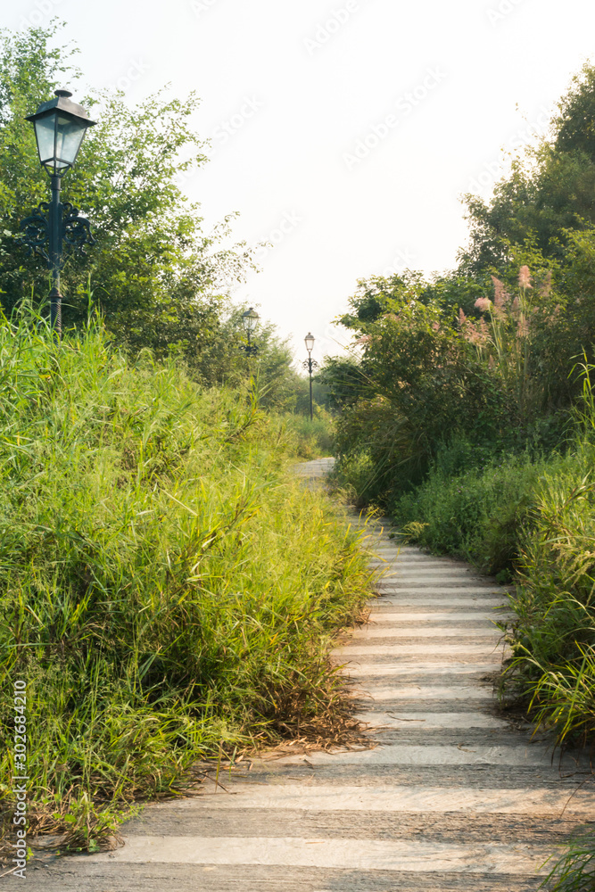 Path in a Park with bushes and trees Path in a Park with bushes and trees