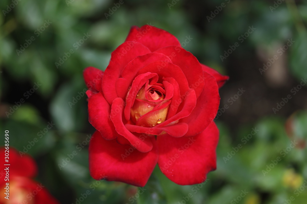 薔薇 ばら 希望 薔薇 ばら 希望