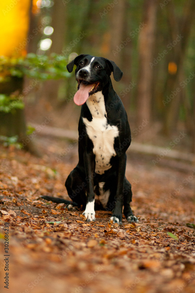 Retriever Mix Retriever Mix