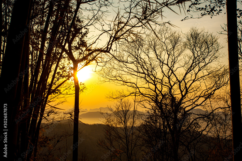 sunset in the forest sunset in the forest