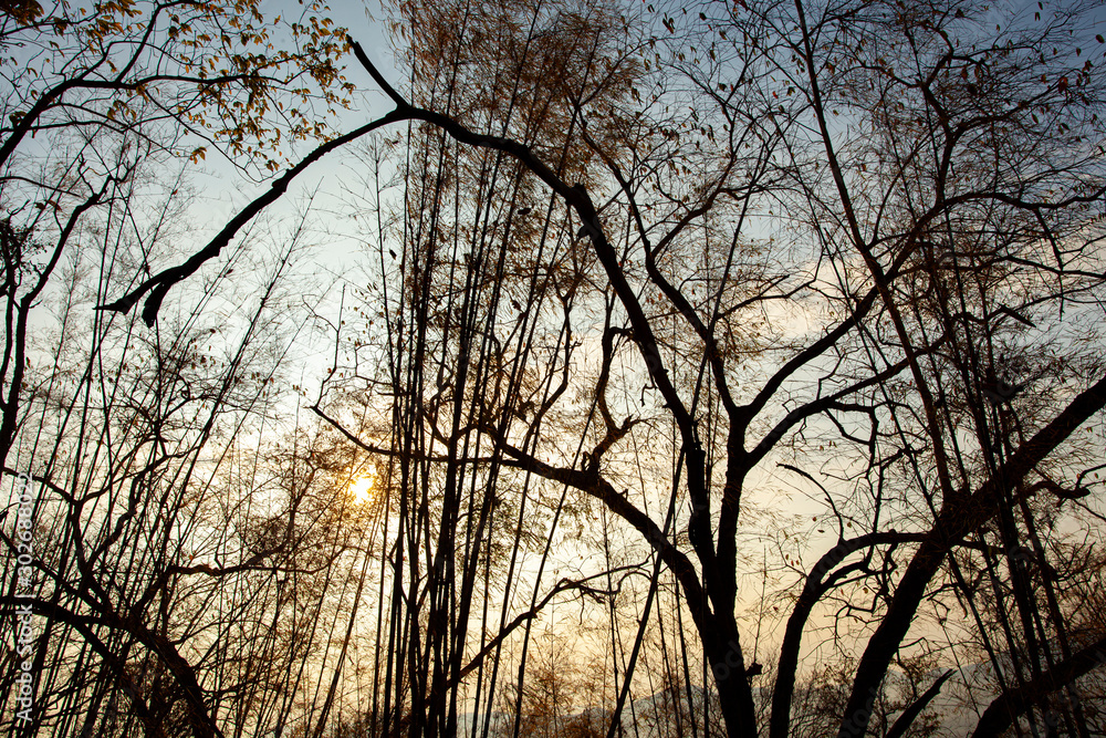 silhouette of a tree silhouette of a tree