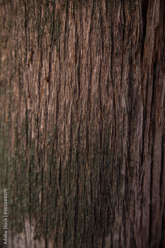 Textura de tronco de árbol vertical. Textura de tronco de árbol vertical.
