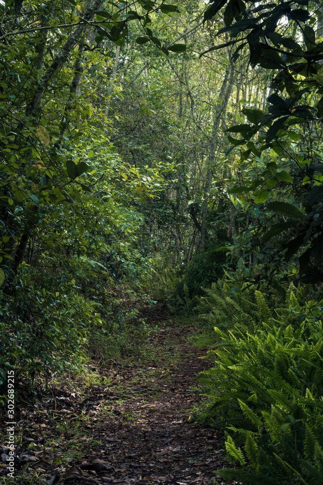 Fototapeta premium trees in forest