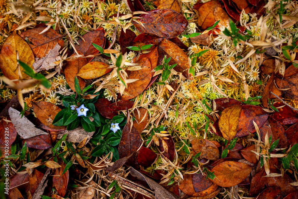 autumn leaves on the ground autumn leaves on the ground