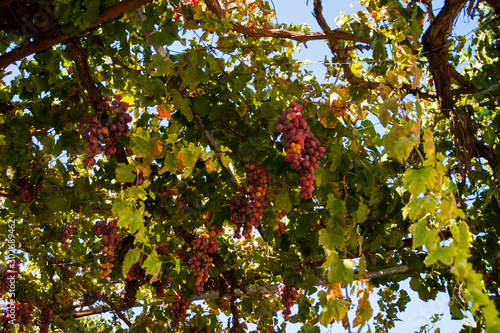 The village of Omodos is picturesquely situated on the slopes of the mountains among the vineyards and has long been famous for winemaking. It produces the most famous wine of Cyprus – Commandaria   