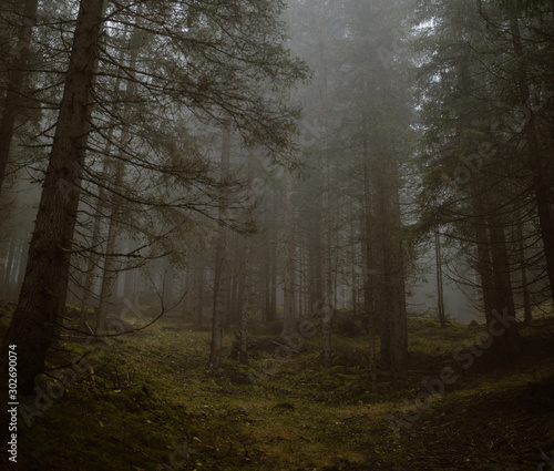 Forest in Fog © Eastlyn Bright