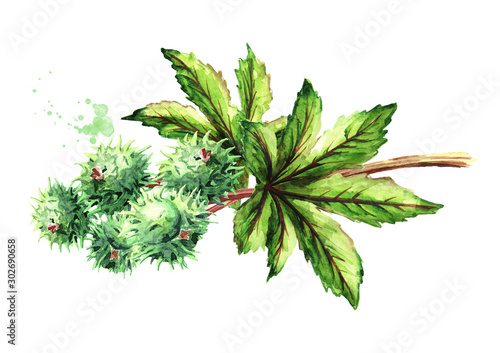 Castor oil plant, Ricinus communis. Brunch with green beans and leaves. Watercolor hand drawn illustration, isolated on white background